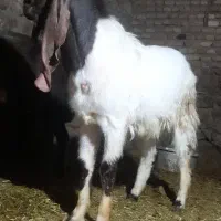 بز نر افغان