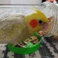 عروس هلندی گمشده|حیوانات|پاکدشت, حصار امیر|دیوار