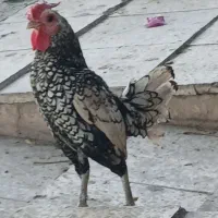 خروس عربی اصل