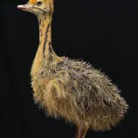 فروش جوجه شترمرغ خشک شده و زنده