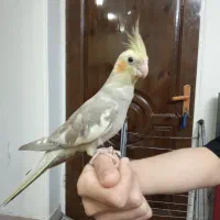 حیوان خانگی عروس نر ۵ ماهه