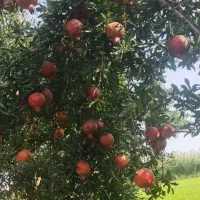 انار پوست نازک ثابع فروش سرپا یک جا