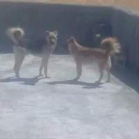 سگ گله
