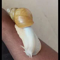 حلزون اچاتینا البینو