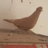 کبوتر|حیوانات|آبادان, |دیوار