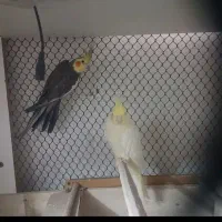 عروس هلندی جفت و تخمگذار با یک جوجه تمام وسایلشون