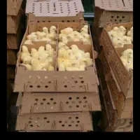 جوجه گوشتی، نژاد راس