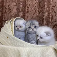 اسکاتیش سیلور و بلو تبی