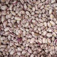 لوبیا چیتی تازه اهر