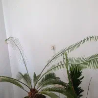گل سیکاس|گل و گیاه طبیعی|آستانه اشرفیه, |دیوار