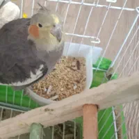 عروس هلندی ماده