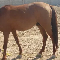 اسب