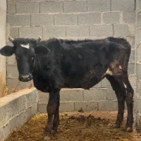 گاو تلیسه لیشه گوساله دورگ