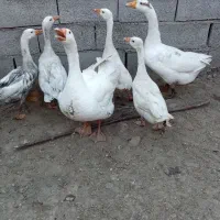 دو عددغازبالغ نروماده کرچ شو