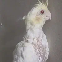 جوجه عروس هلندی نر  وفنچ وطوطی
