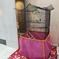 پرنده عروس هلندی چشم گیلاسی با قفس|پرنده|اردبیل, |دیوار