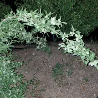 نهال وگل گیاه|خدمات باغبانی و درختکاری|محمدیه-قزوین, |دیوار