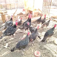 رفسنجان