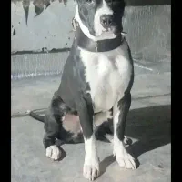 واگذاری پیتبول نر .اصیل