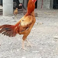 خروس لاری زات فول