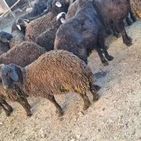 بره قزل افشار