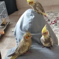 فرش عروس هلندی