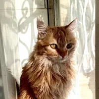 گربه پشمالو به شددت مظلوم