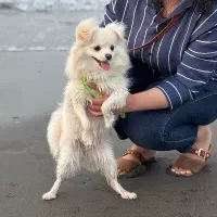 واگذاری هاپو کوچولو|سگ|تهران, جردن|دیوار