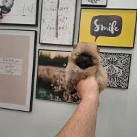 توله پامر پامرانین خرسی