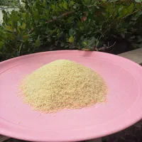 برنج طارم هاشمی فریدونکنار - امساله