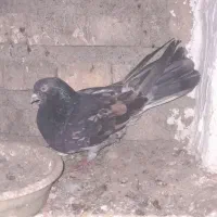 کبوترسرورپرشی