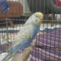 مرغ عشق رینبو ۲ ماهه
