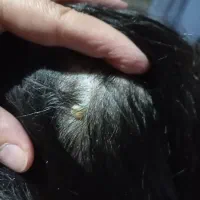 مکاپ ضد آب و شنیون 600/000|خدمات آرایشگری و زیبایی|سبزوار, زینبیه|دیوار