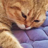 گربه|گربه|چالوس, |دیوار