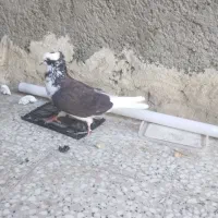 شازده|پرنده|وحیدیه, |دیوار