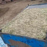 فروش کاه ویونجه خرمنکوب شده اماده