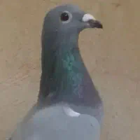 کبوترسبزنر