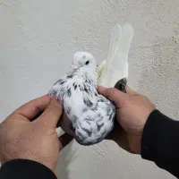 کبوتر پرشی|پرنده|گرگان, |دیوار