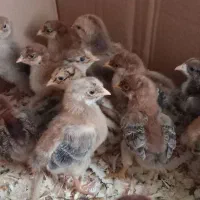 جوجه یک ماهه