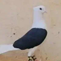 کبوتر دوکتی آگهی بخون
