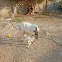 گیسه پاکی گوش بلند با کهره 2روزه|حیوانات مزرعه|ارزوئیه, |دیوار