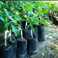 نهال بادام گردو اصلاح شده پیوندیی دیرگل خوشه ای|خدمات باغبانی و درختکاری|قزوین, |دیوار