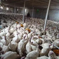 فروش بوقلمونها گوشتی به قیمت دولتی|حیوانات مزرعه|ماهیدشت, |دیوار
