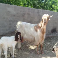 یک راس بز زاییده