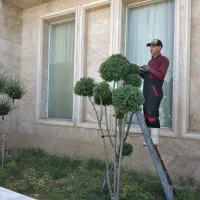 اجرا و نگهداری از فضای سبز|خدمات باغبانی و درختکاری|بابل, |دیوار