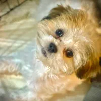 سگ شیتزو سوپر فلت