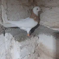 فروش طوقی زرد نر|پرنده|آزادشهر, |دیوار