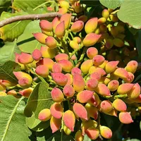 پیوند پسته صد در صد تضمنی در سرارسر استان فارس|خدمات باغبانی و درختکاری|شیراز, آزادگان|دیوار