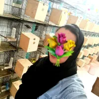 پرورش عروس کوتوله طوطی قناری استخدام ۵ساله بابیمه