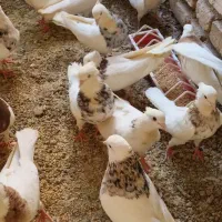 کبوتر طوقی و دو جفت عروس هلندی